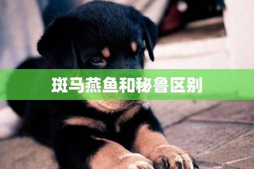 斑馬燕魚和秘魯區別
