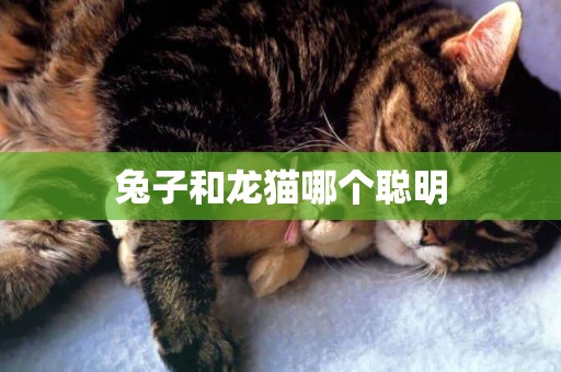 兔子和龍貓哪個聰明