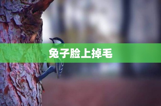 兔子臉上掉毛