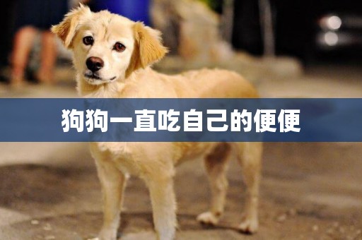 狗狗一直吃自己的便便