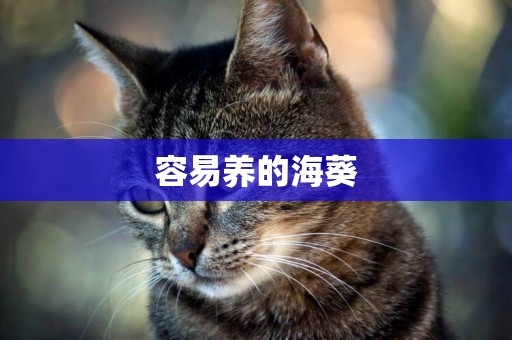 容易養的海葵