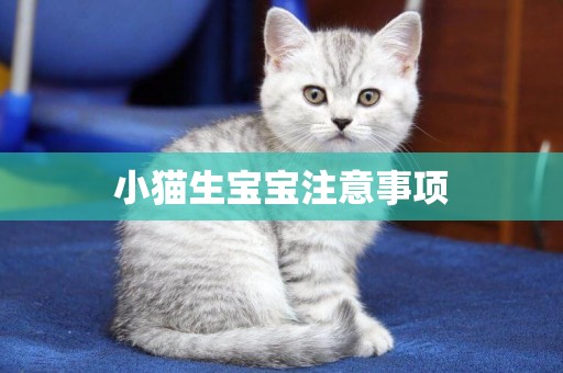 小貓生寶寶注意事項