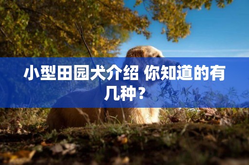 小型田園犬介紹 你知道的有幾種？