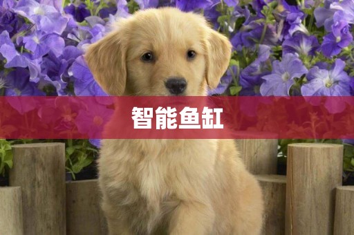 智能魚缸