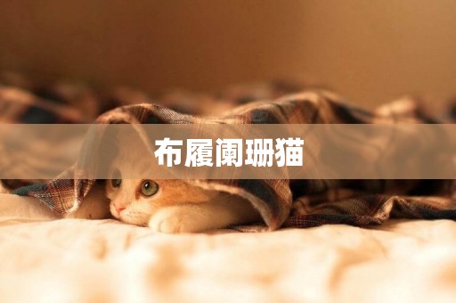 布履闌珊貓
