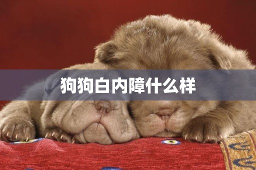 狗狗白內障什么樣