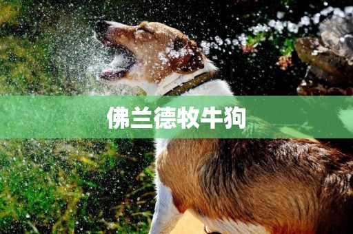 佛蘭德牧牛狗