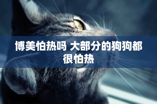 博美怕熱嗎 大部分的狗狗都很怕熱