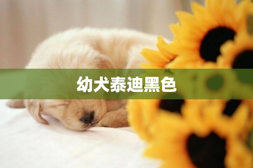 幼犬泰迪黑色