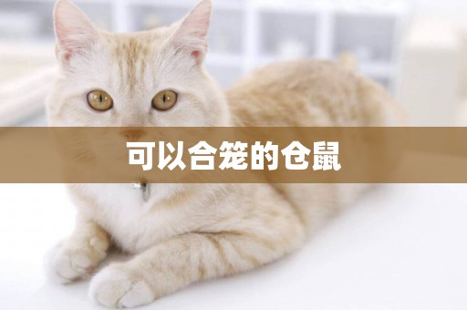 可以合籠的倉鼠