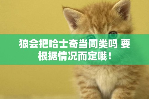狼會把哈士奇當同類嗎 要根據情況而定哦！