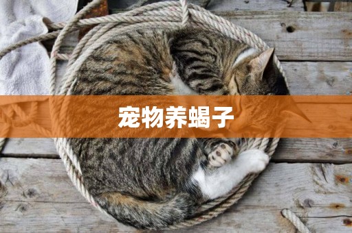 寵物養蝎子