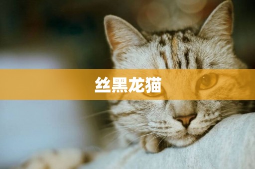 絲黑龍貓