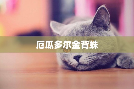 厄瓜多爾金背蛛