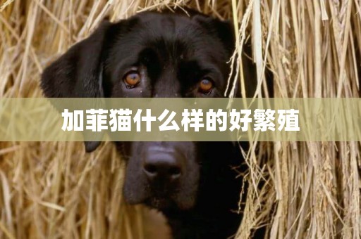 加菲貓什么樣的好繁殖