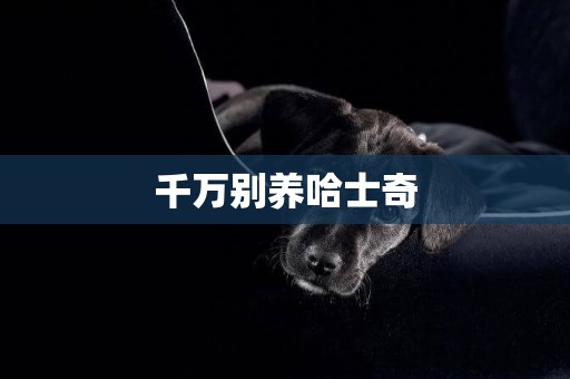 千萬別養哈士奇