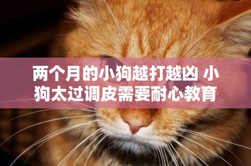 兩個月的小狗越打越兇 小狗太過調皮需要耐心教育