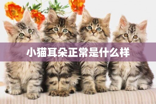 小貓耳朵正常是什么樣