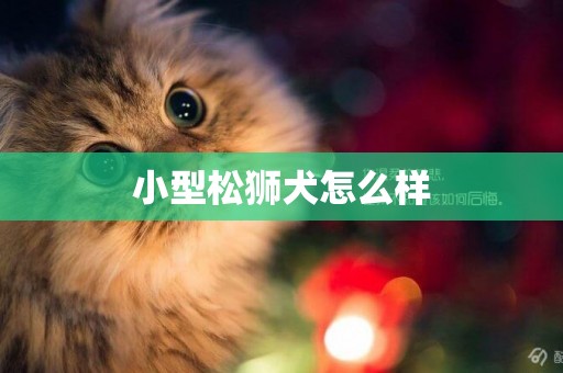 小型松獅犬怎么樣
