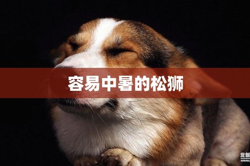 容易中暑的松獅