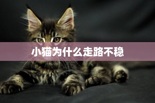 小貓為什么走路不穩