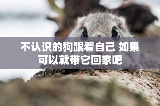不認識的狗跟著自己 如果可以就帶它回家吧