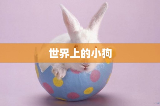 世界上的小狗