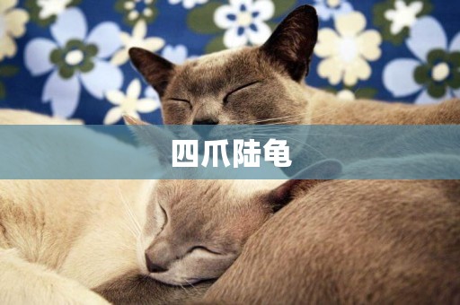 四爪陸龜