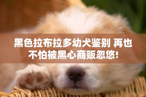 黑色拉布拉多幼犬鑒別 再也不怕被黑心商販忽悠!