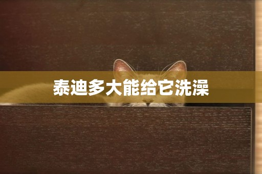 泰迪多大能給它洗澡