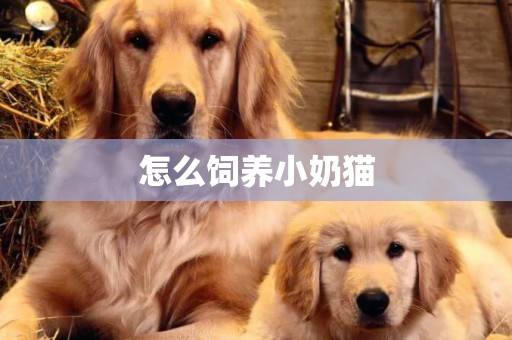 怎么飼養小奶貓