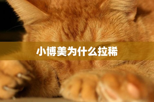 小博美為什么拉稀
