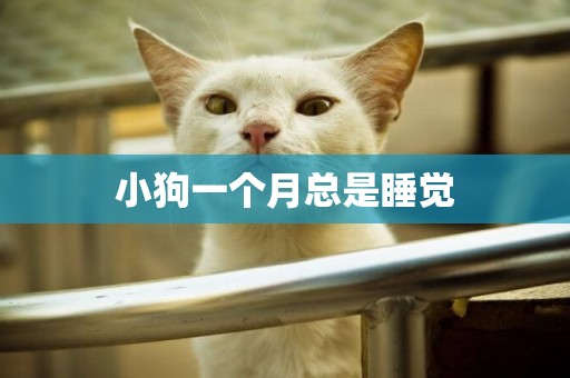 小狗一個月總是睡覺