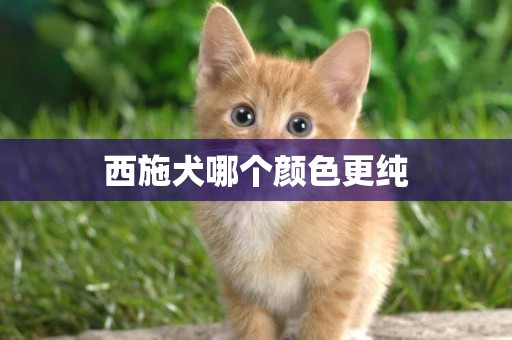 西施犬哪個顏色更純