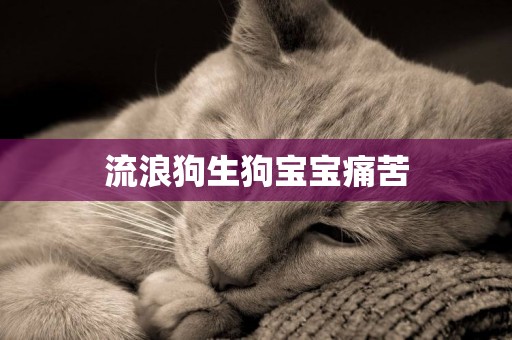 流浪狗生狗寶寶痛苦