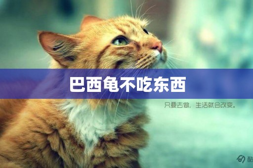 巴西龜不吃東西