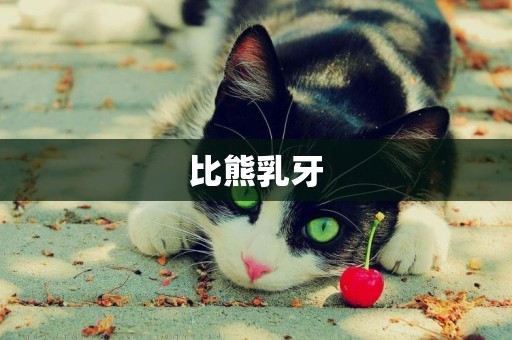 比熊乳牙