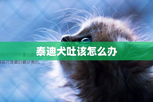 泰迪犬吐該怎么辦