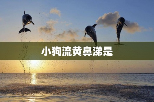 小狗流黃鼻涕是