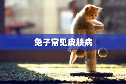兔子常見皮膚病