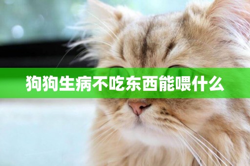 狗狗生病不吃東西能喂什么