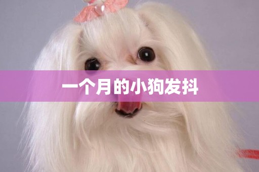 一個月的小狗發抖