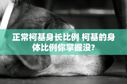 正常柯基身長比例 柯基的身體比例你掌握沒?