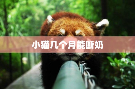 小貓幾個月能斷奶