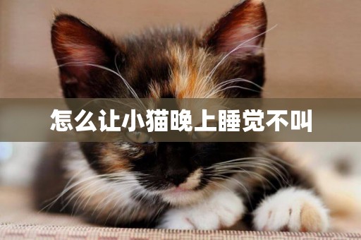 怎么讓小貓晚上睡覺不叫