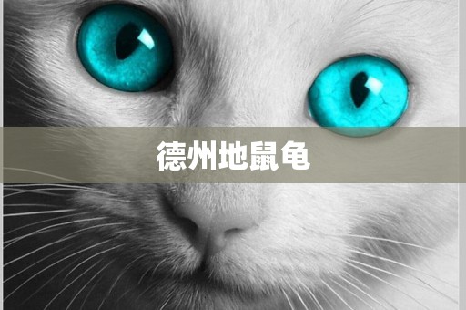 德州地鼠龜