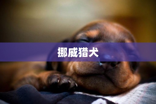 挪威獵犬