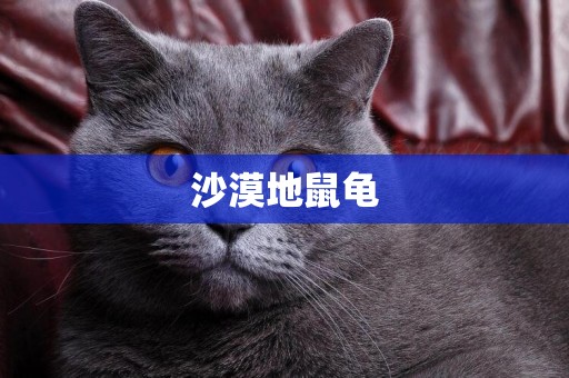 沙漠地鼠龜