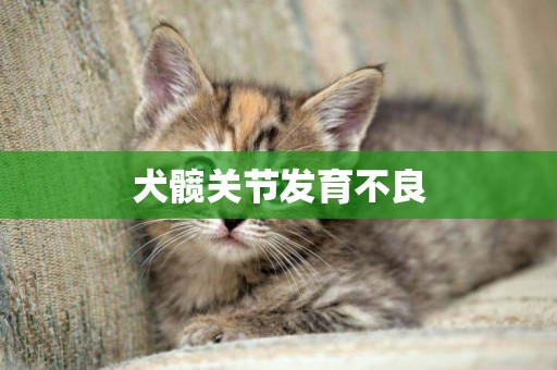 犬髖關節發育不良