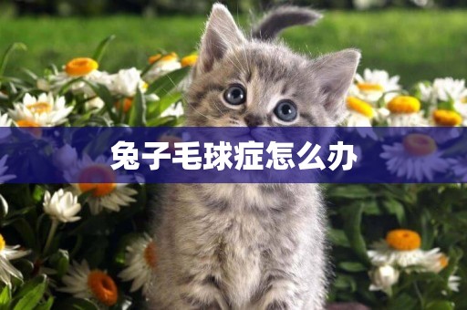 兔子毛球癥怎么辦